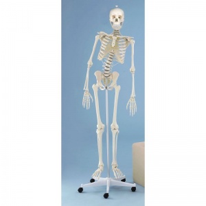 Anatomical Model Skeleton Willi
